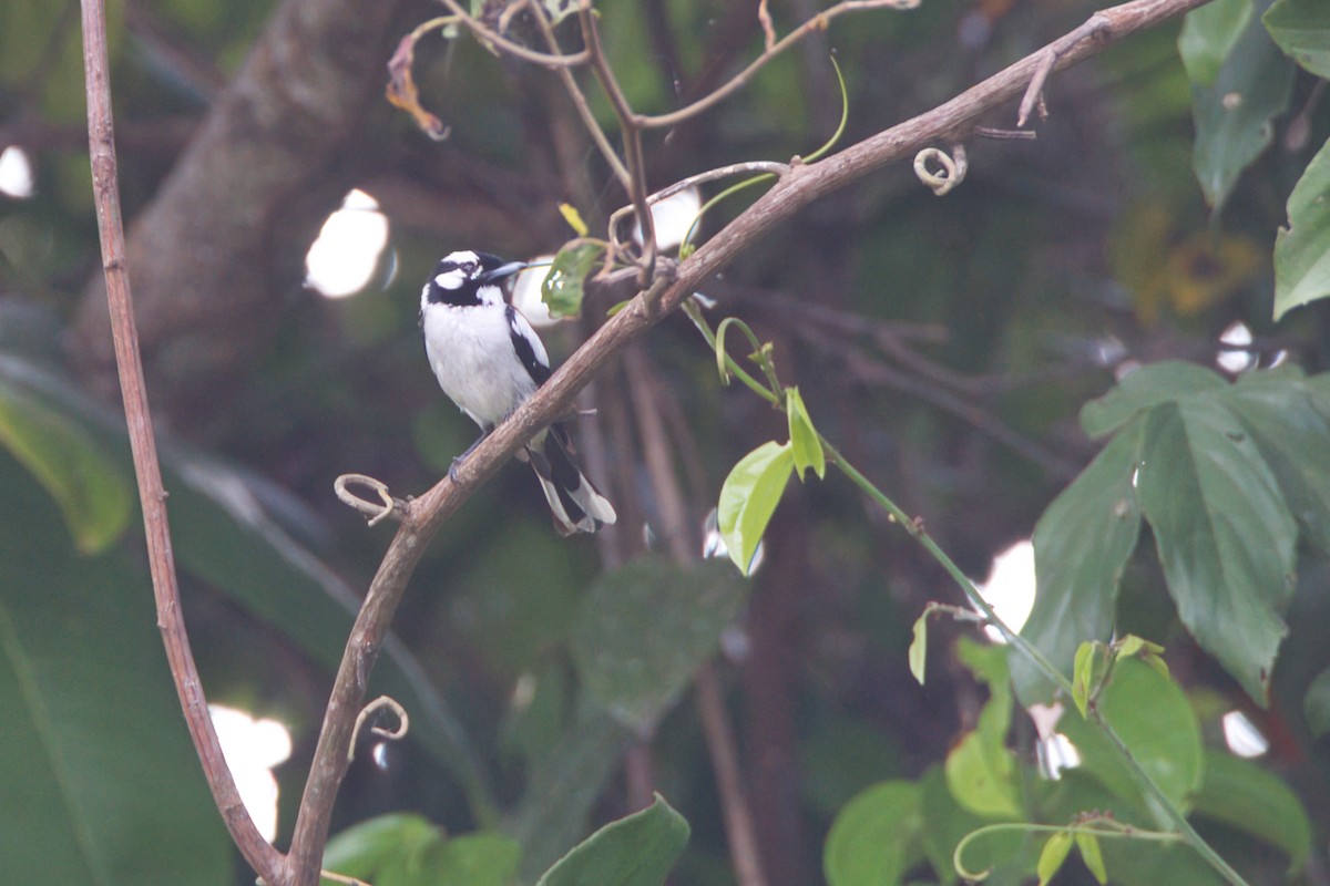 White-naped Monarch - ML637405090