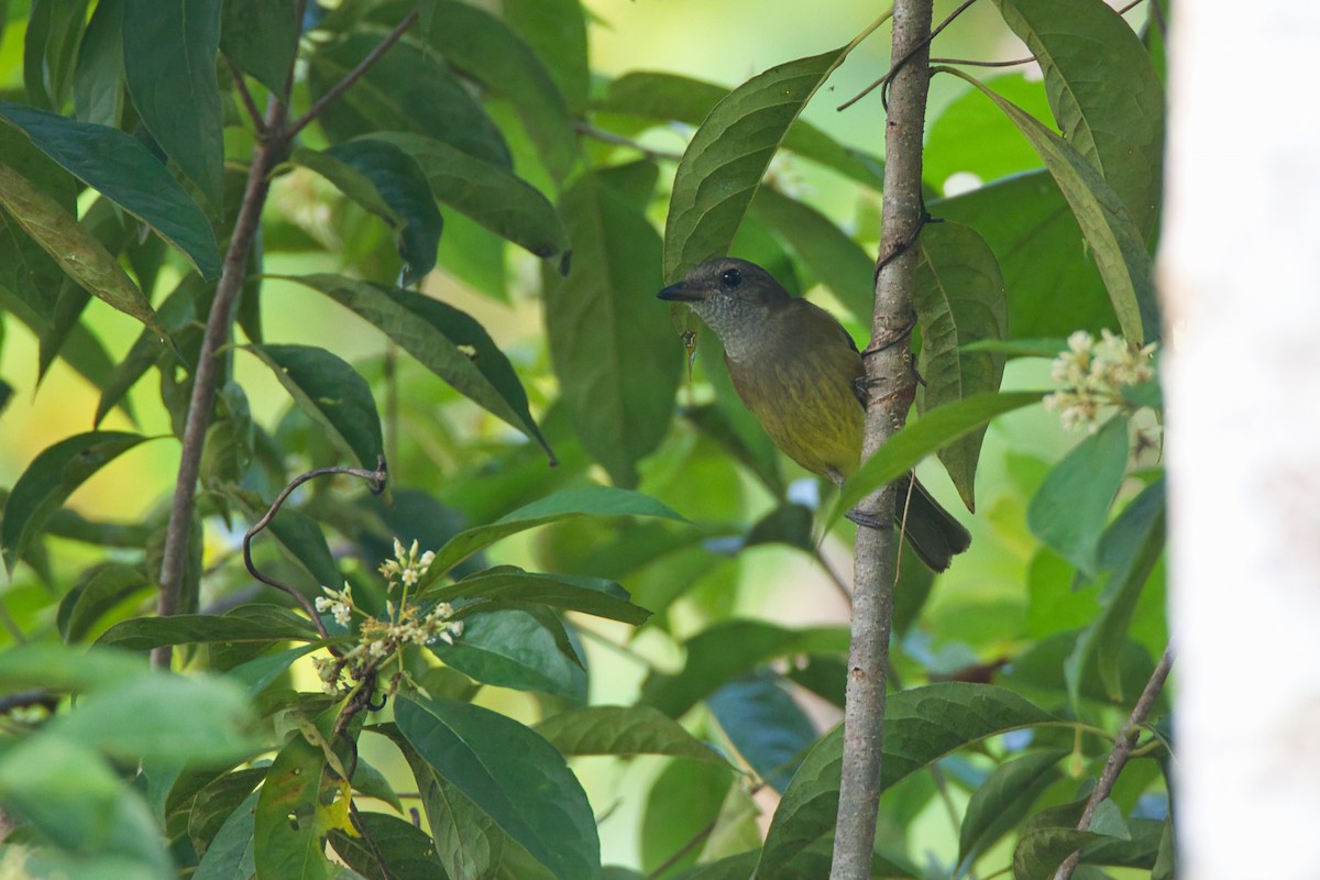 Black-chinned Whistler - ML637405092