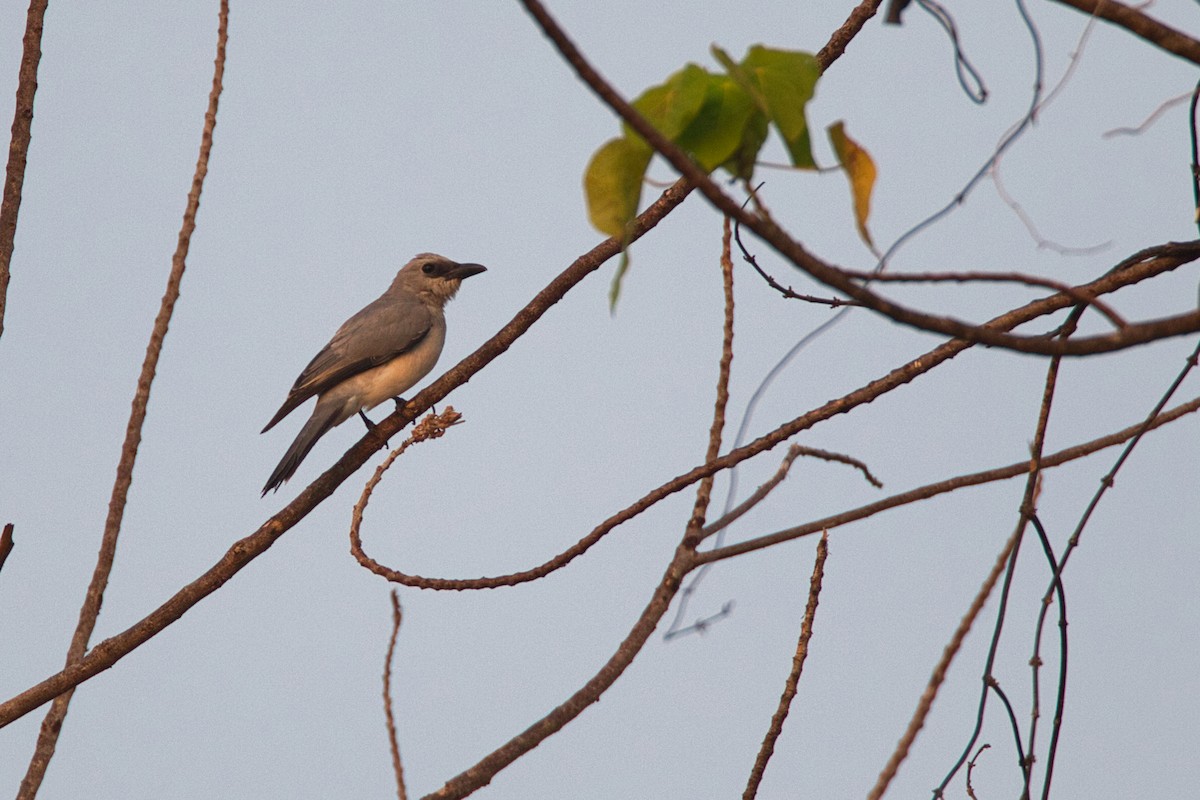 White-bellied Cuckooshrike - ML637405093