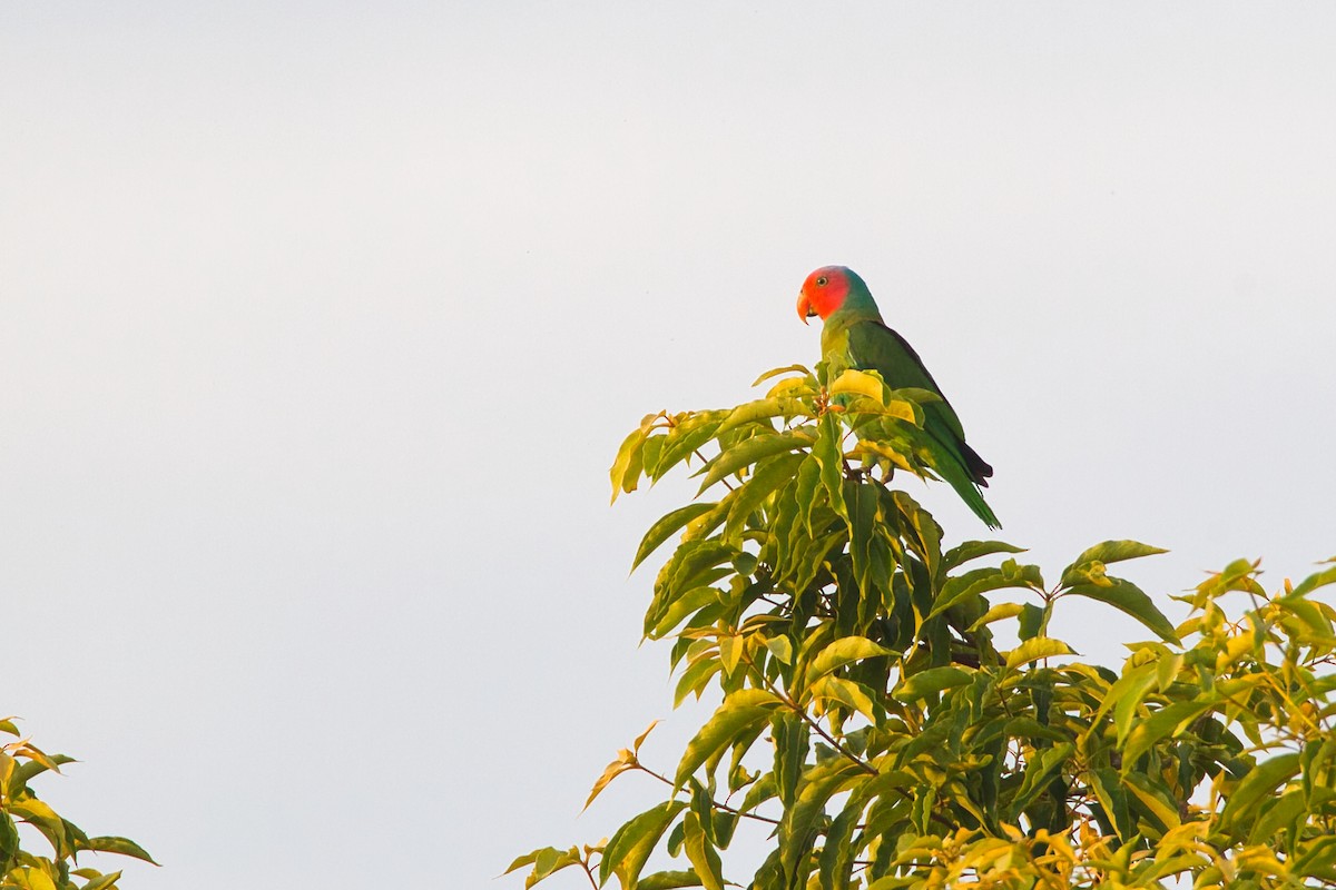 Red-cheeked Parrot - ML637405095