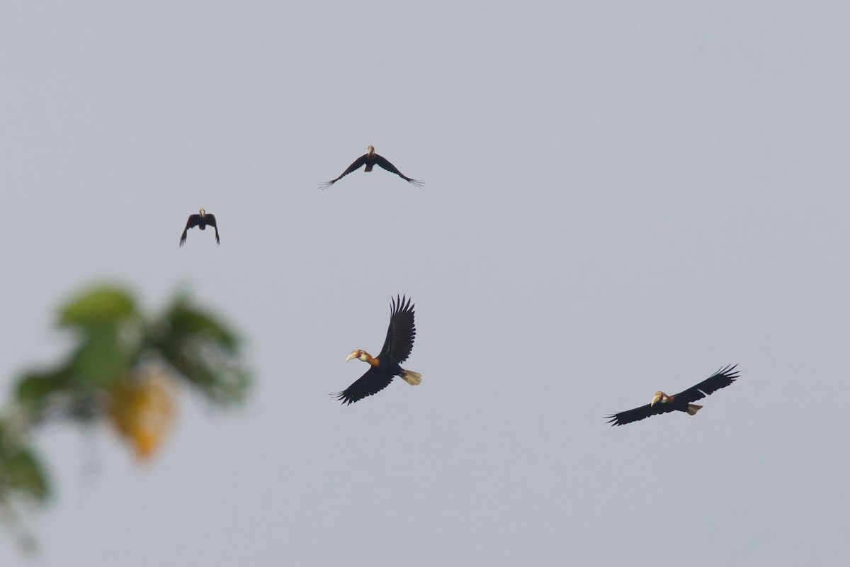 Blyth's Hornbill - ML637405100