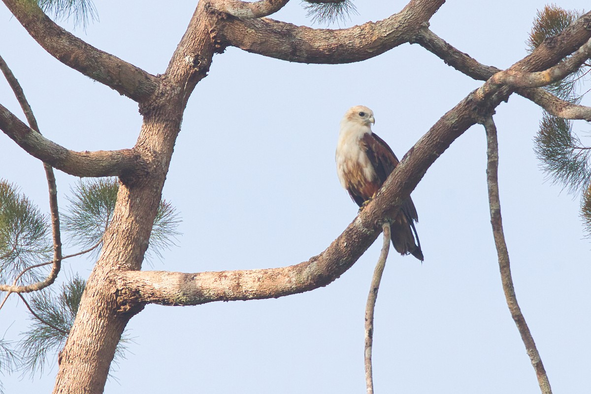 Brahminy Kite - ML637405102