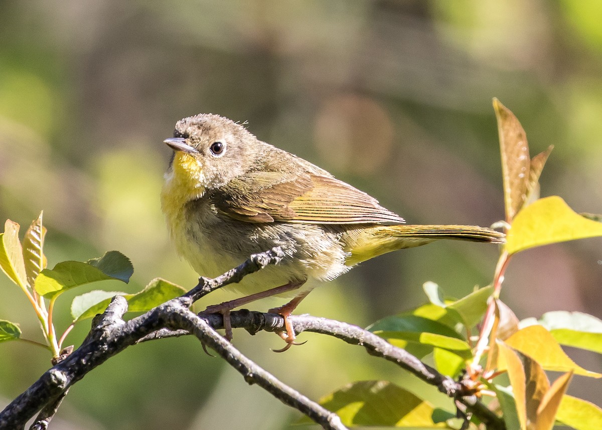 Common Yellowthroat - ML63740511