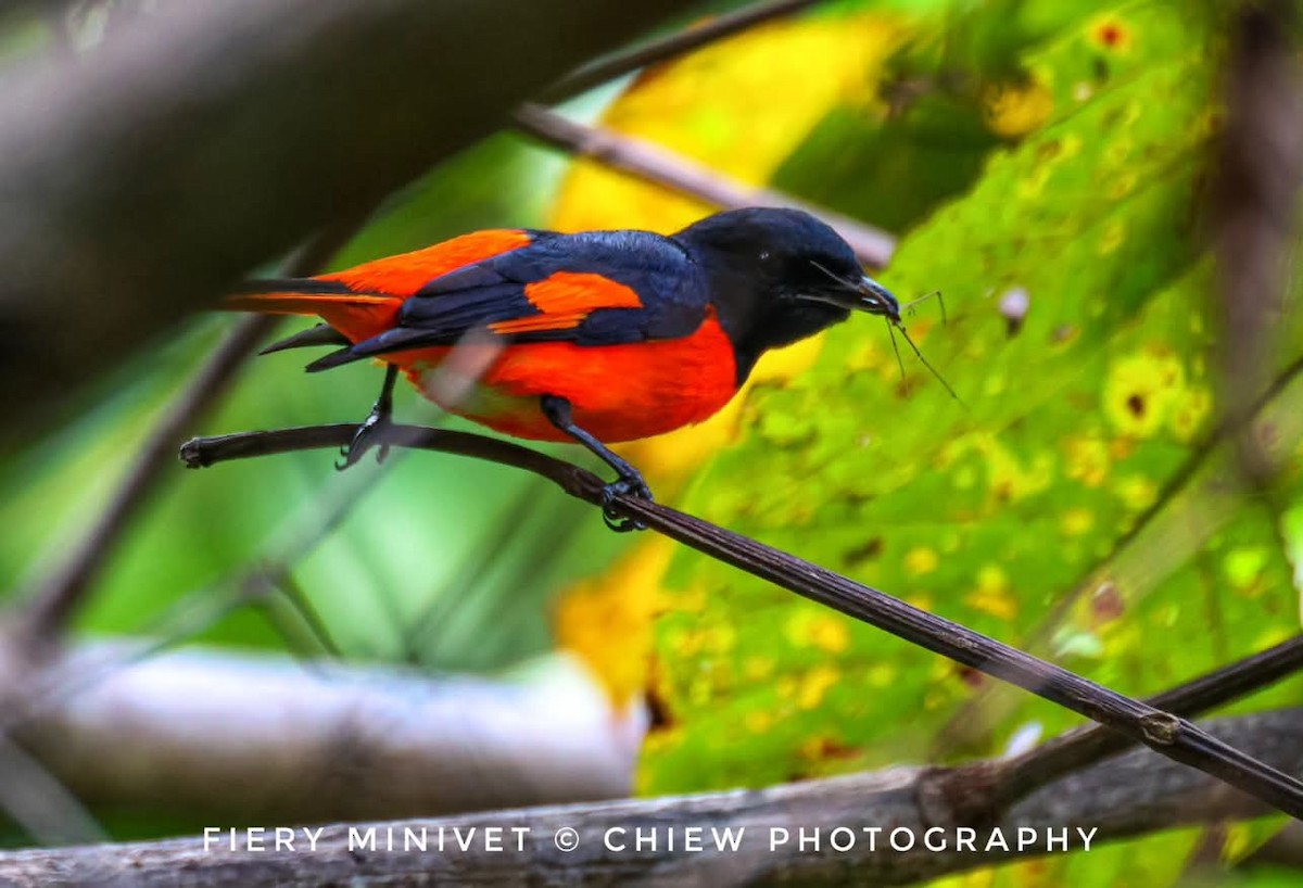 Fiery Minivet - ML637405169
