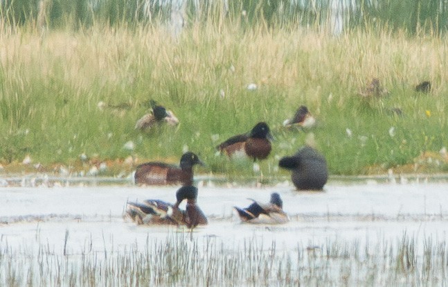 Baer's Pochard - ML637405202