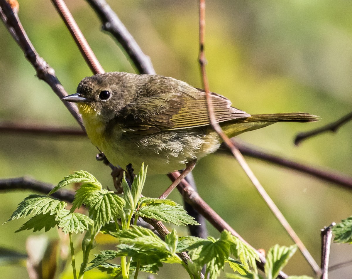 Common Yellowthroat - ML63740531