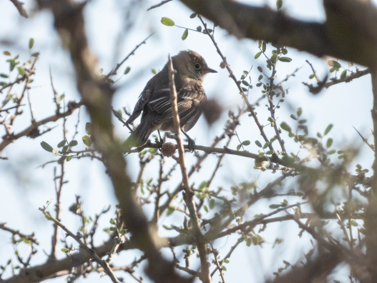 White-crested Elaenia - ML637405338