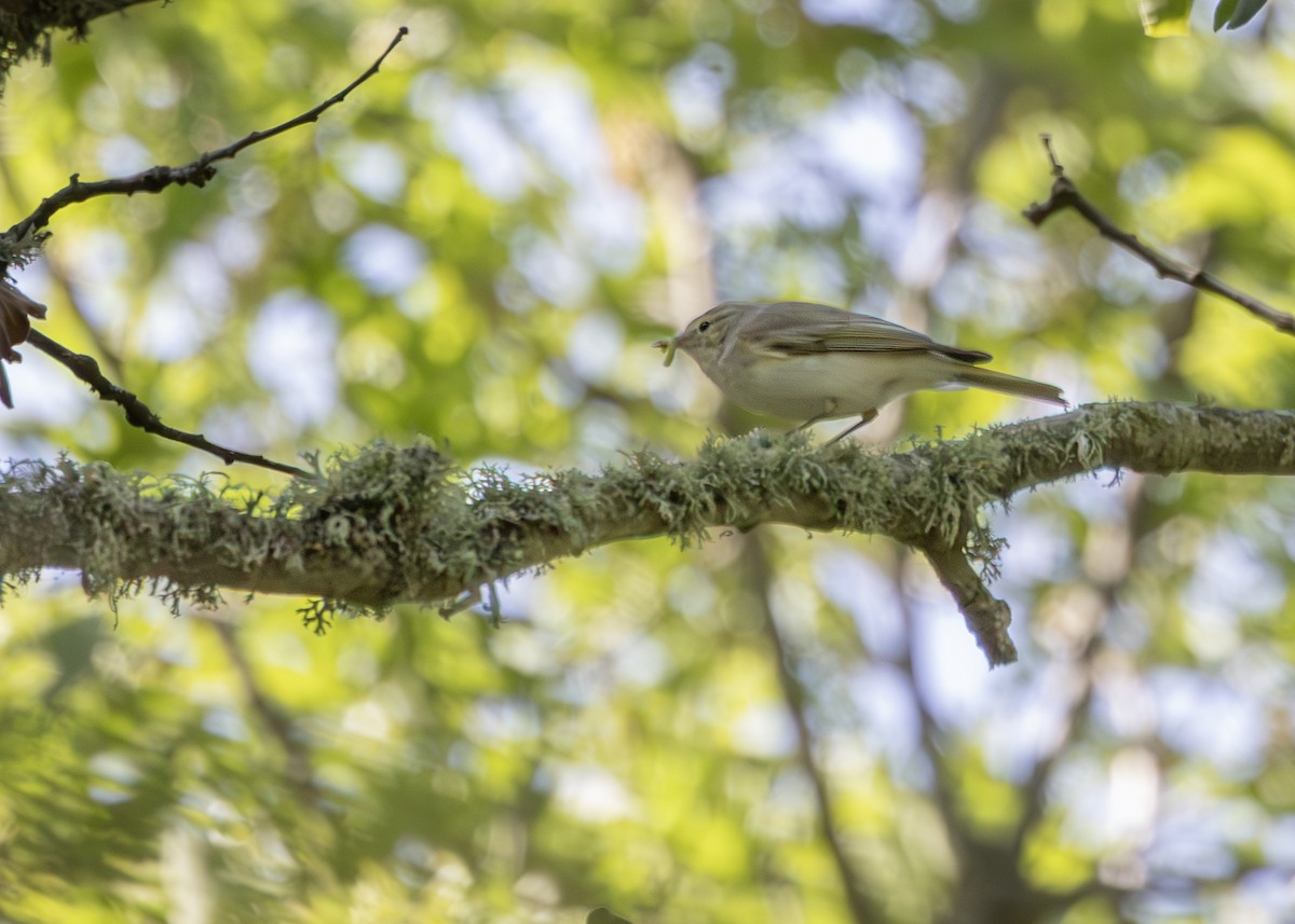 Eastern Bonelli's Warbler - ML637405362