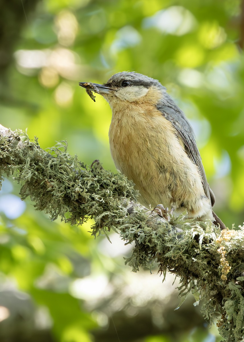 Eurasian Nuthatch (Western) - ML637405366