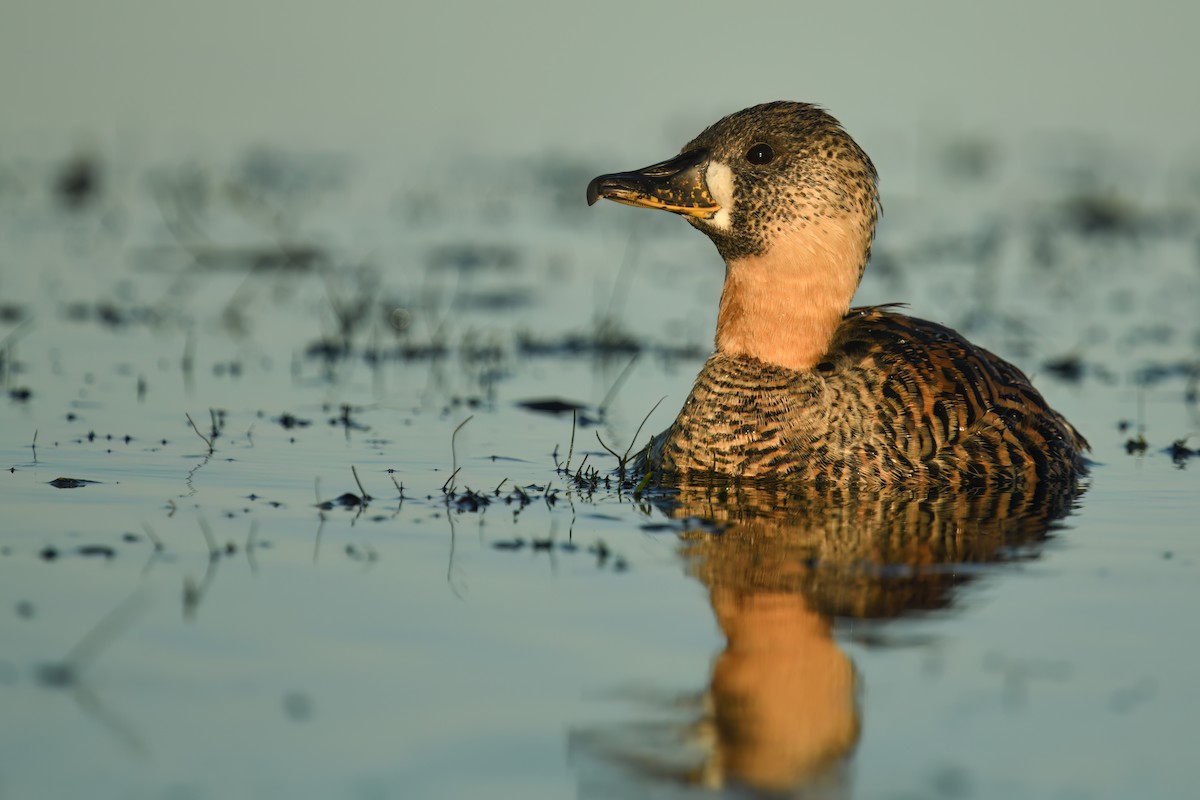 White-backed Duck - ML637405386