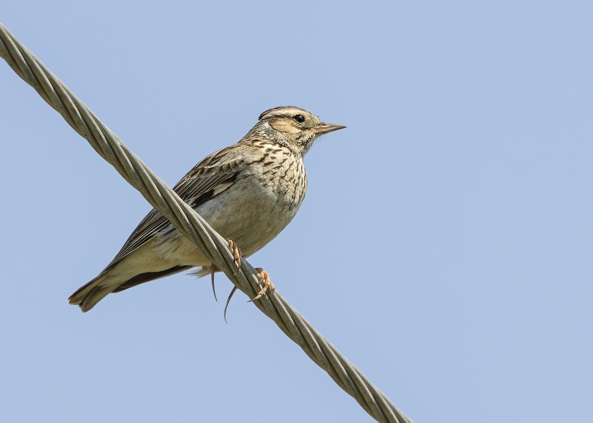 Wood Lark - ML637405415