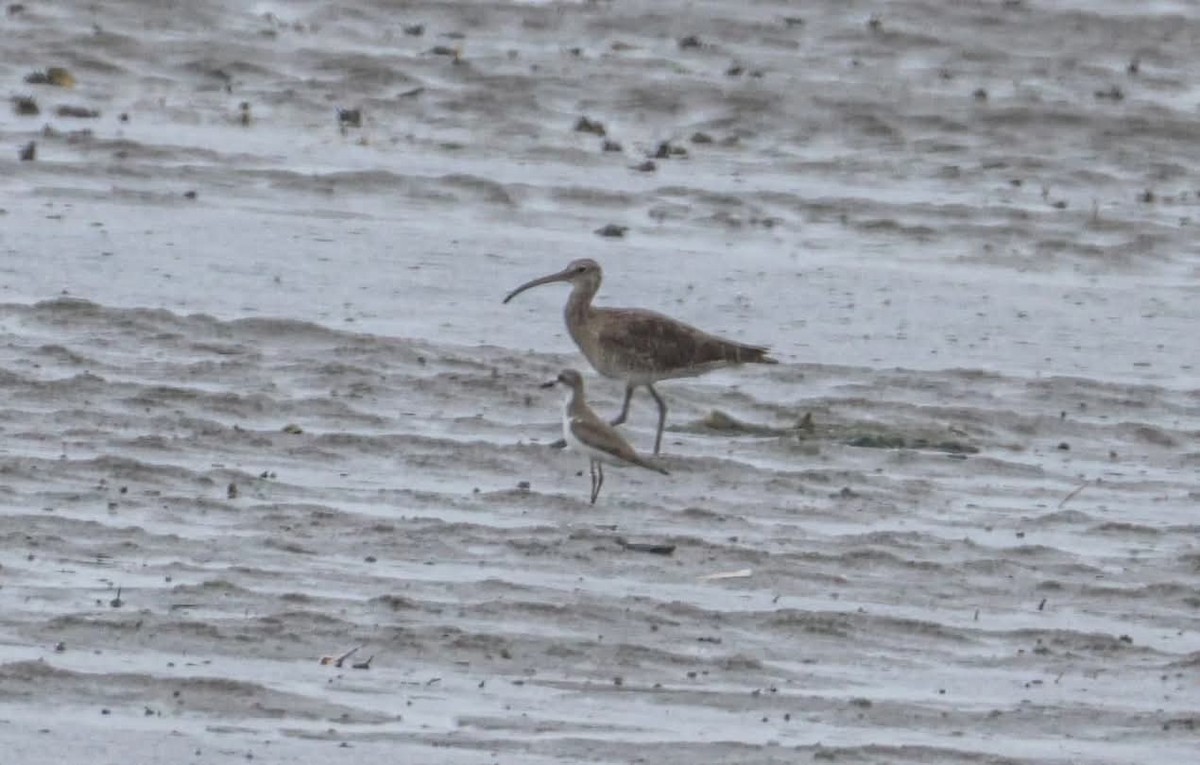 Greater Sand-Plover - ML637405466