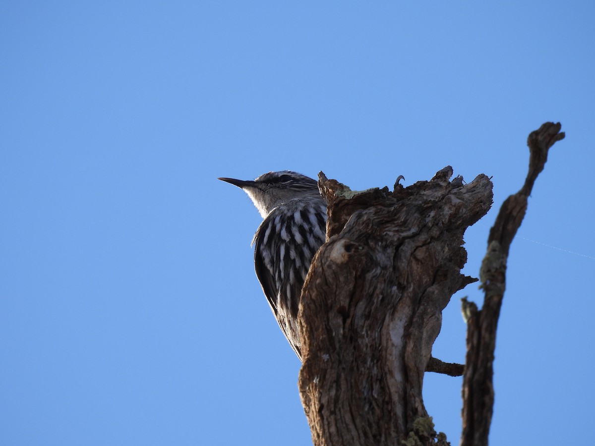 White-browed Treecreeper - ML637405469