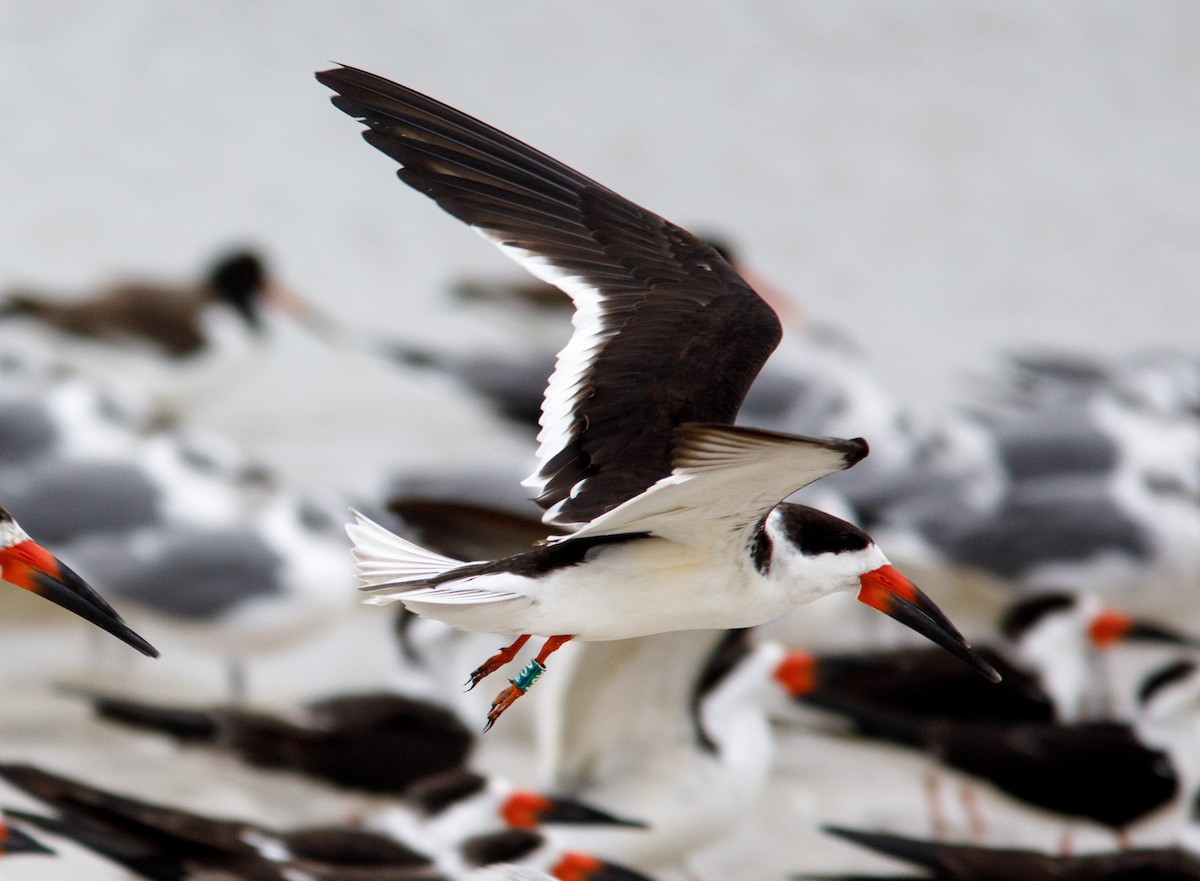 Black Skimmer - ML63740551