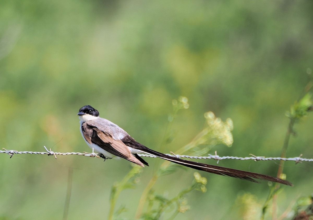 Fork-tailed Flycatcher (savana) - ML637405511