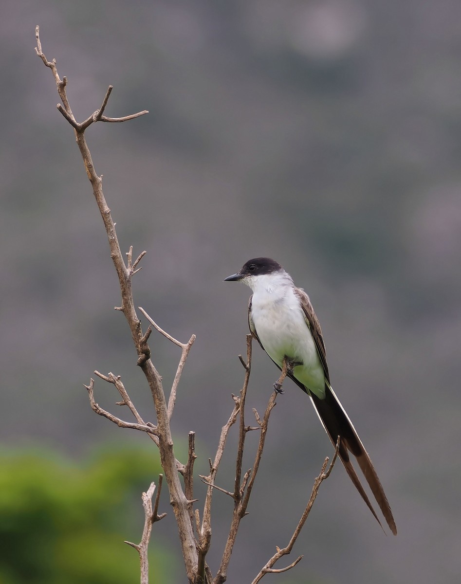 Fork-tailed Flycatcher (savana) - ML637405524