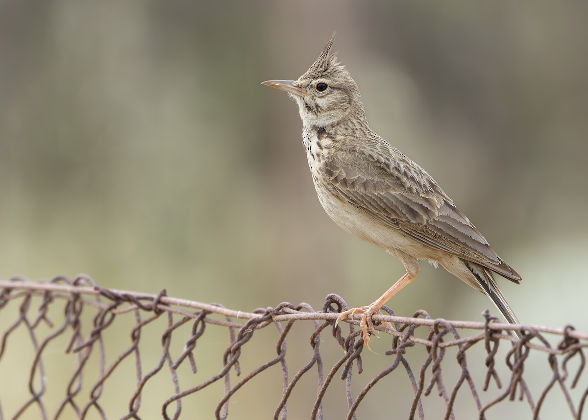 Crested Lark (Crested) - ML637405531