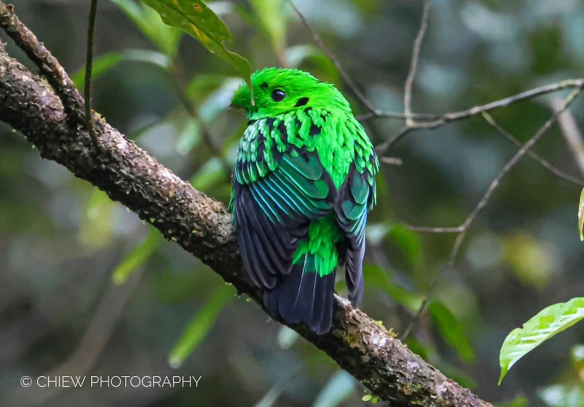 Whitehead's Broadbill - ML637405570