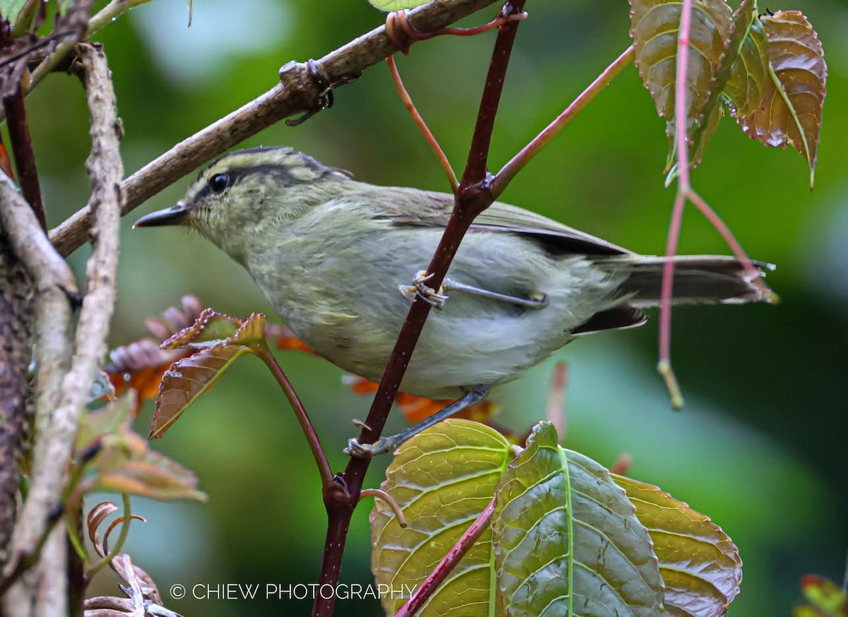 Mountain Leaf Warbler - ML637405594