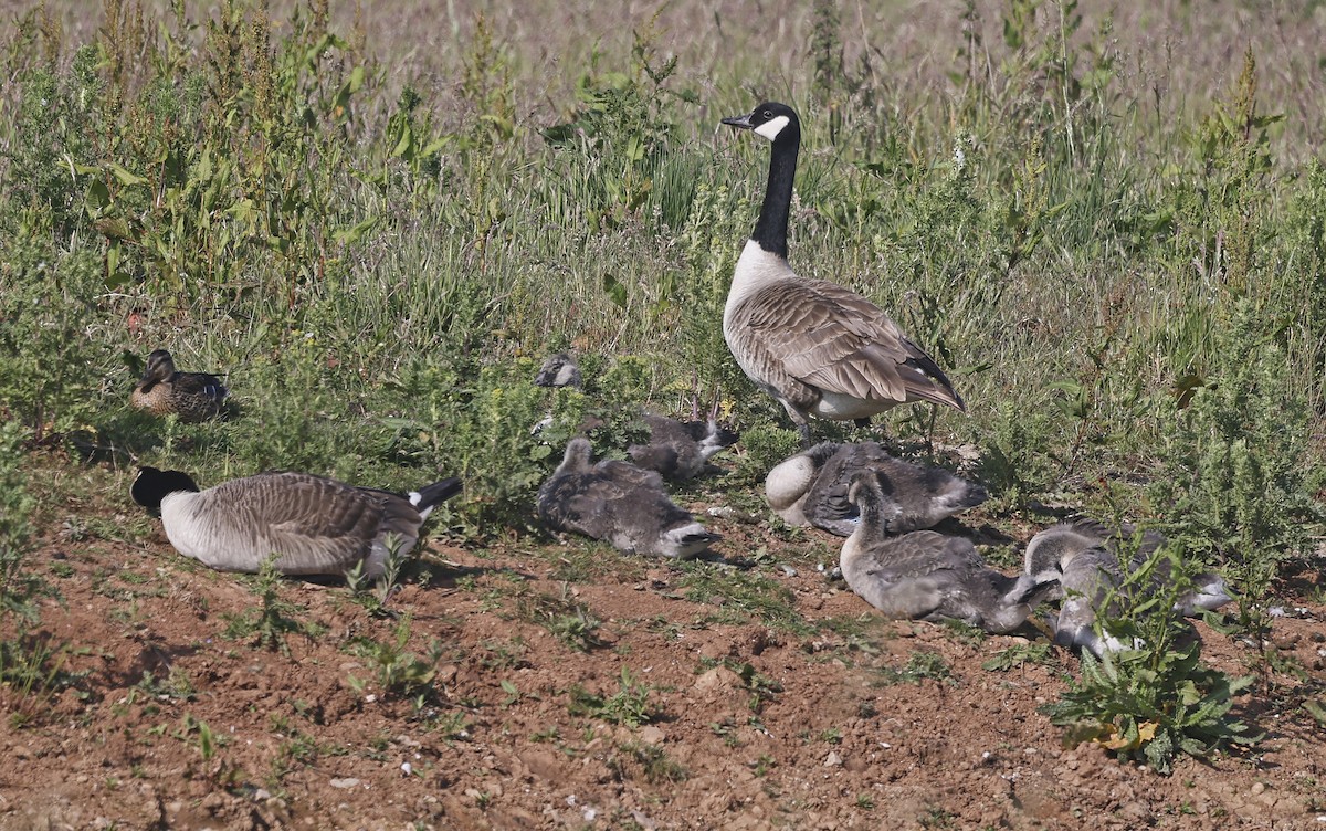 Canada Goose (canadensis Group) - ML637405637