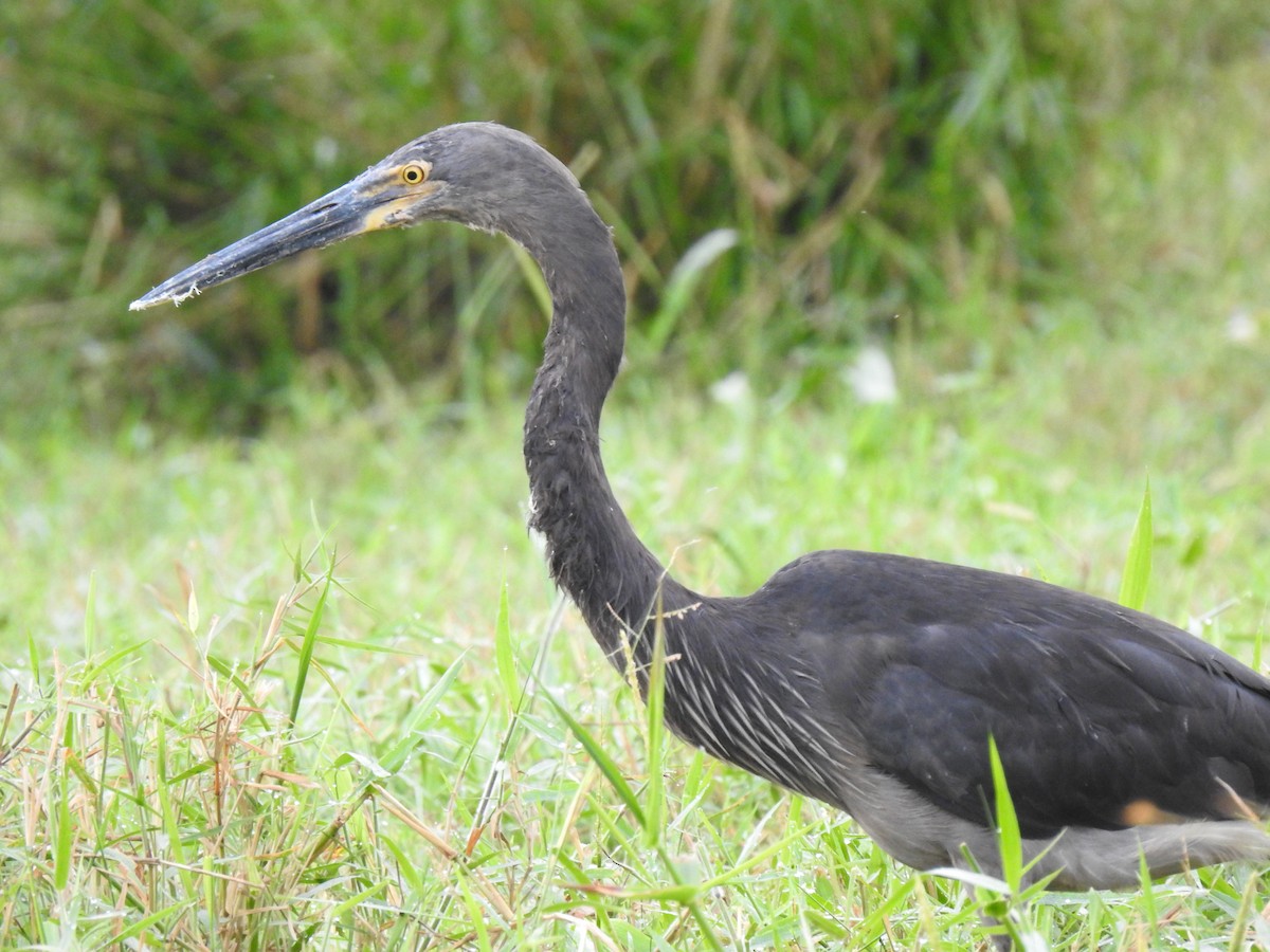 Great-billed Heron - ML637405638