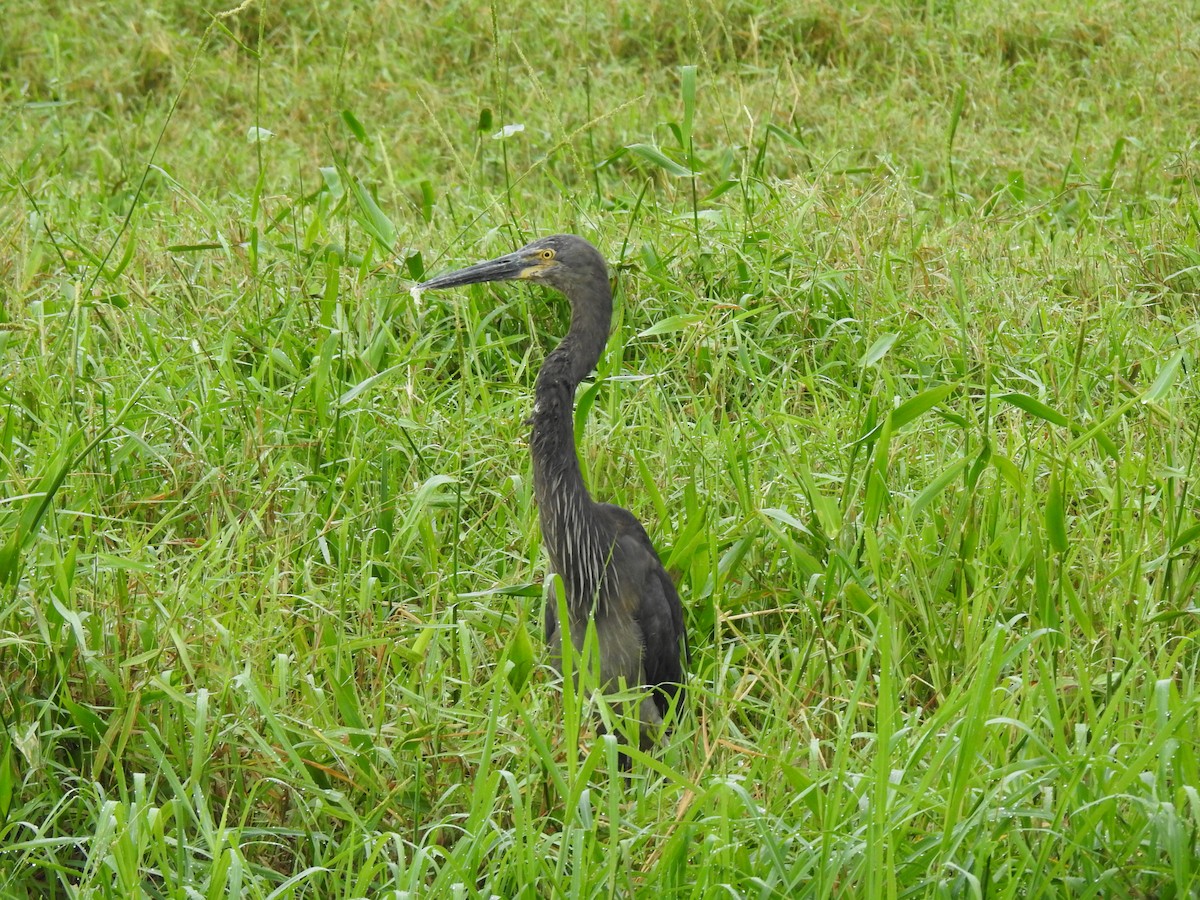 Great-billed Heron - ML637405639