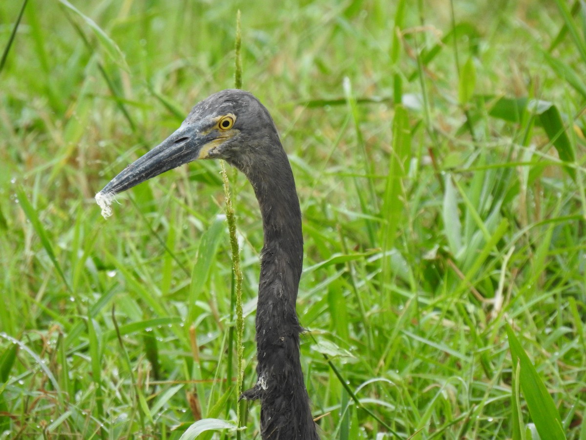 Great-billed Heron - ML637405640