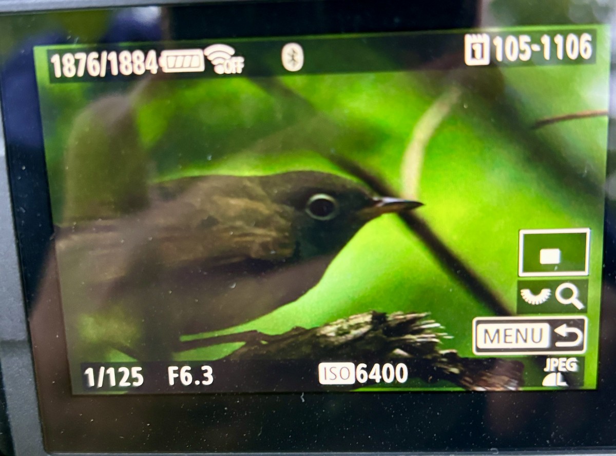 Connecticut Warbler - ML637405660