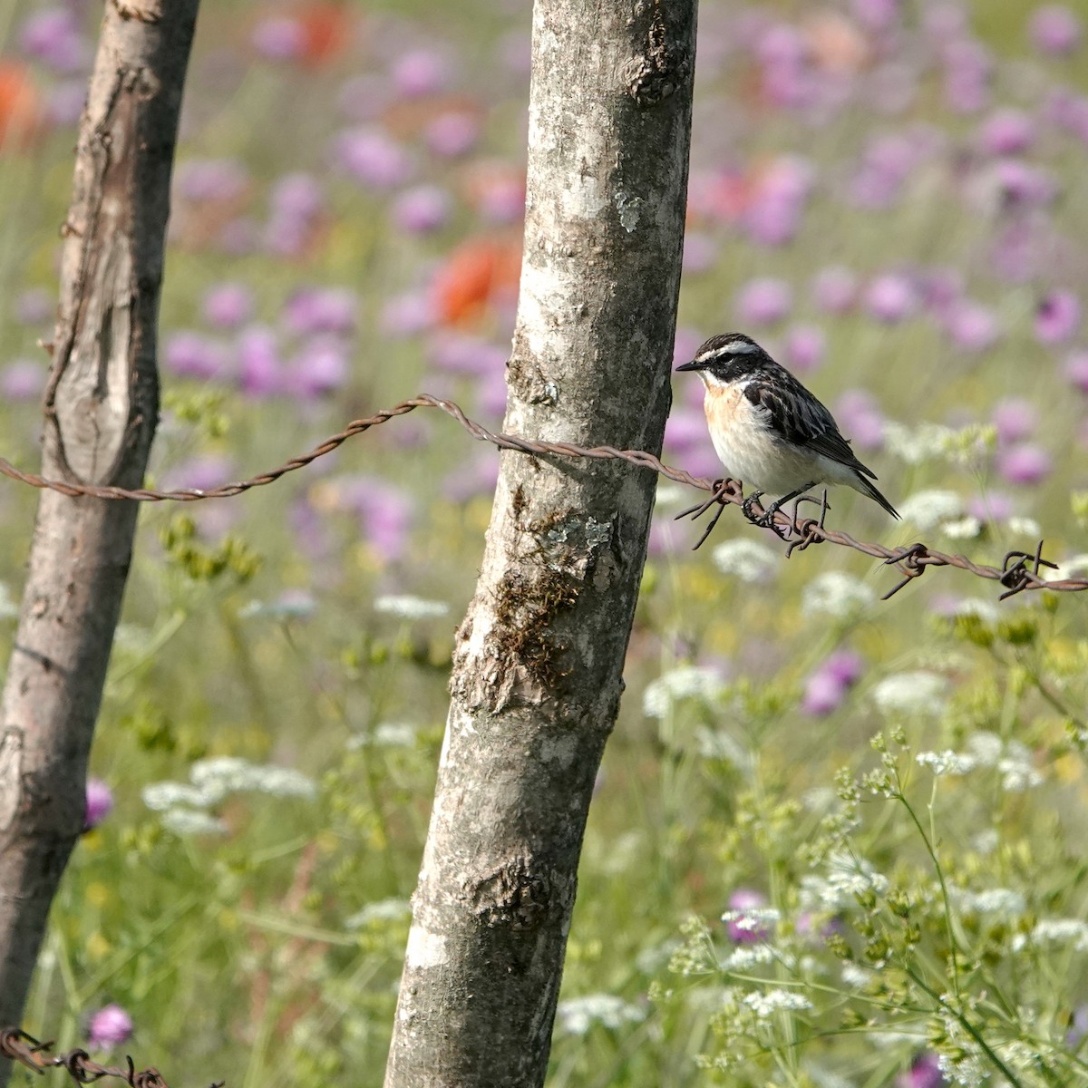 Whinchat - ML637405661