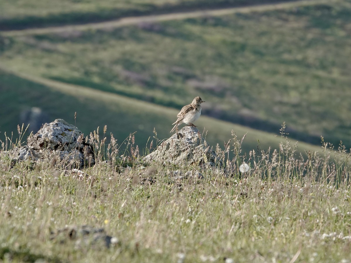 Eurasian Skylark - ML637405671