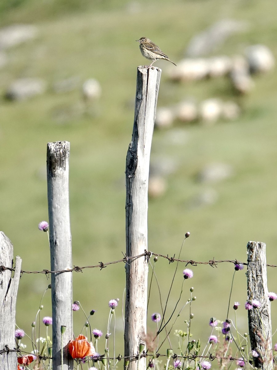 Tree Pipit - ML637405682