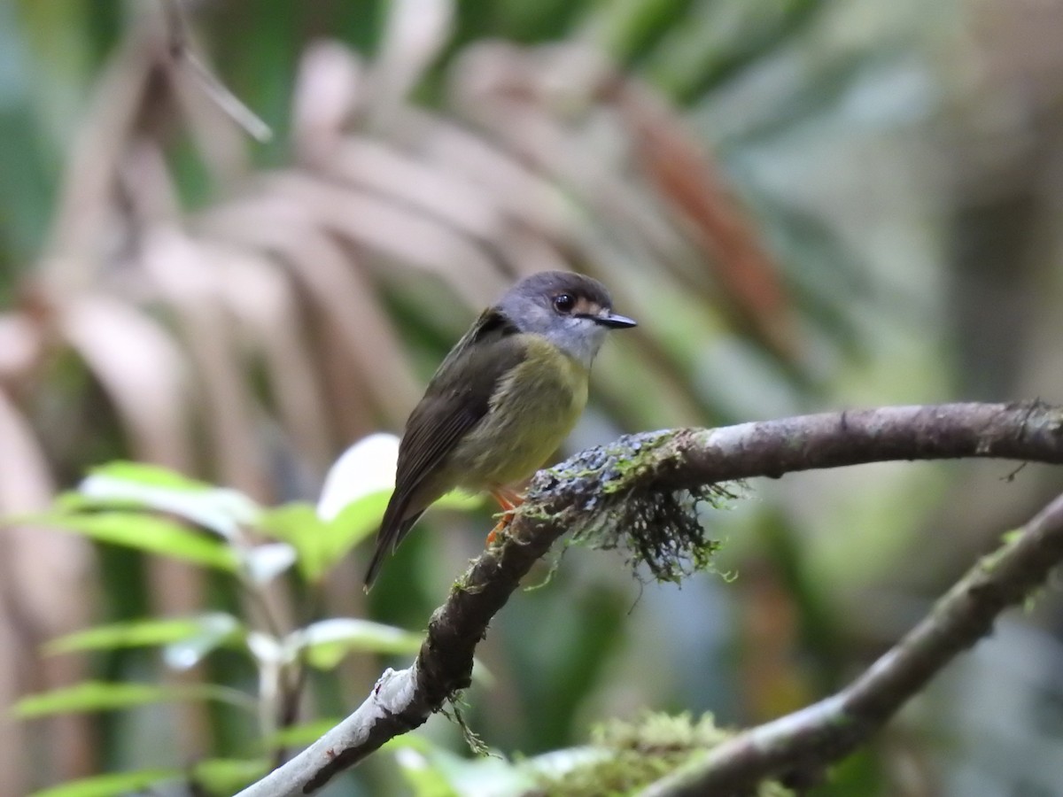 Pale-yellow Robin - ML637405683