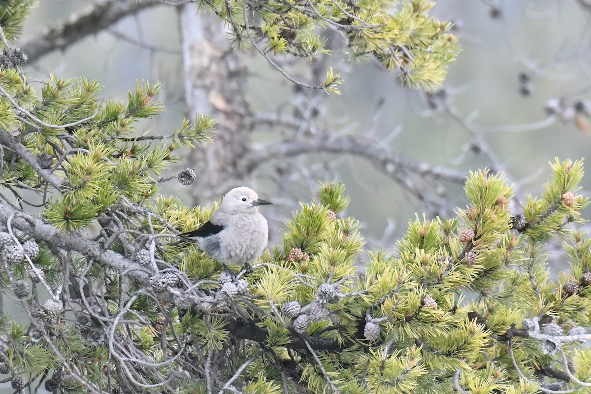 Clark's Nutcracker - ML637405685
