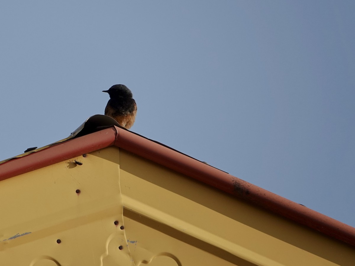 Black Redstart - ML637405724