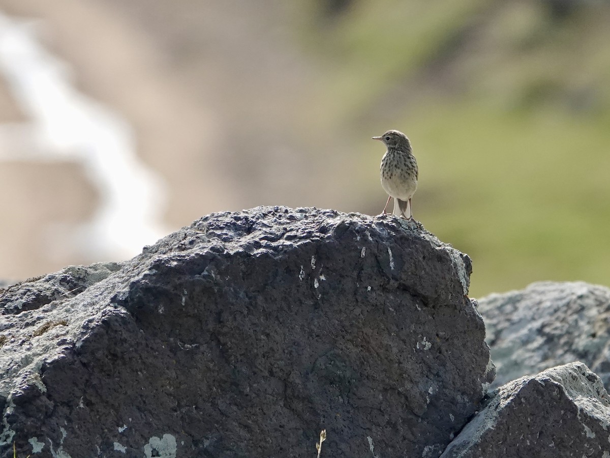 Tree Pipit - ML637405735
