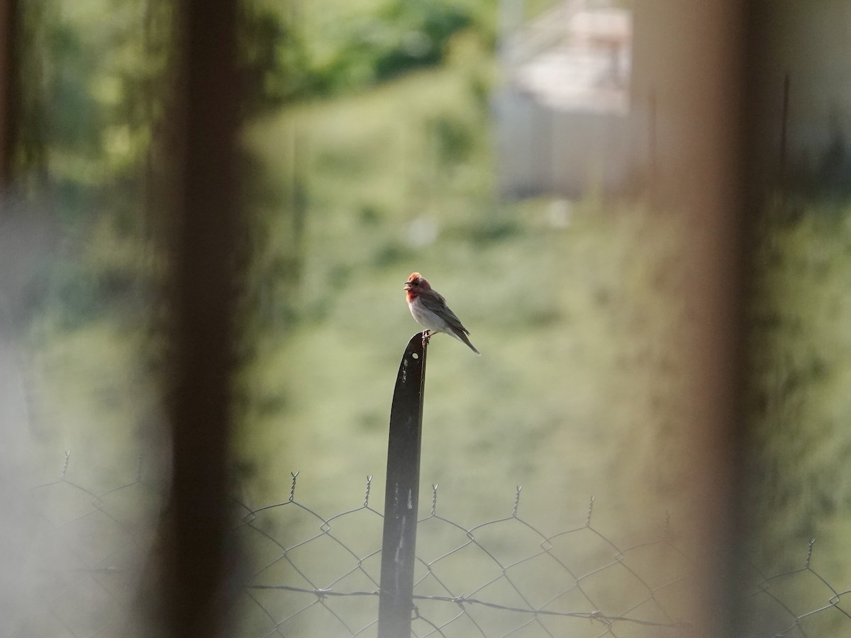 Common Rosefinch - ML637405738