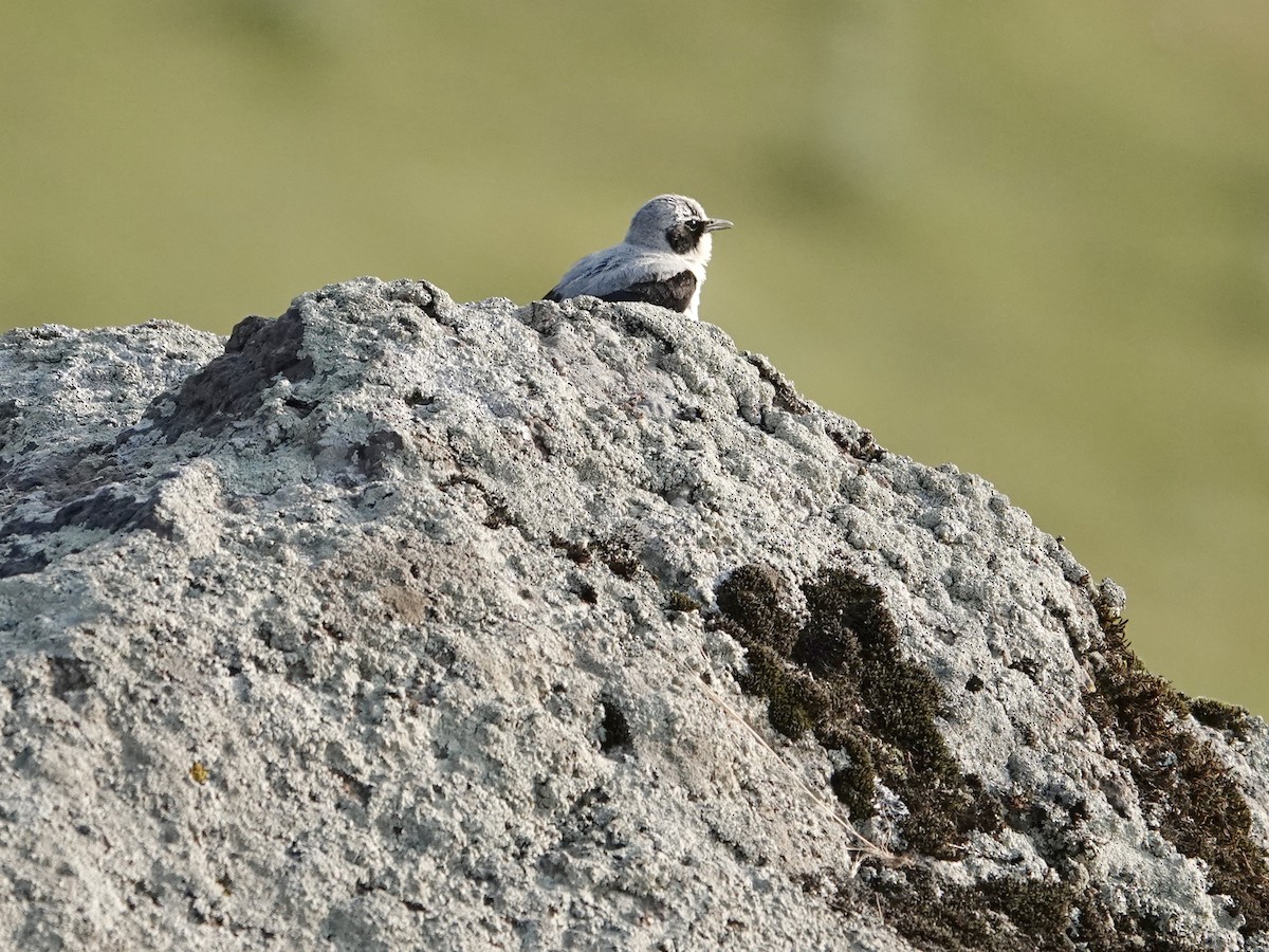 Northern Wheatear - ML637405754