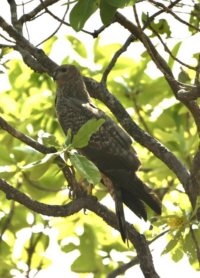 Spotted Harrier - ML637405755