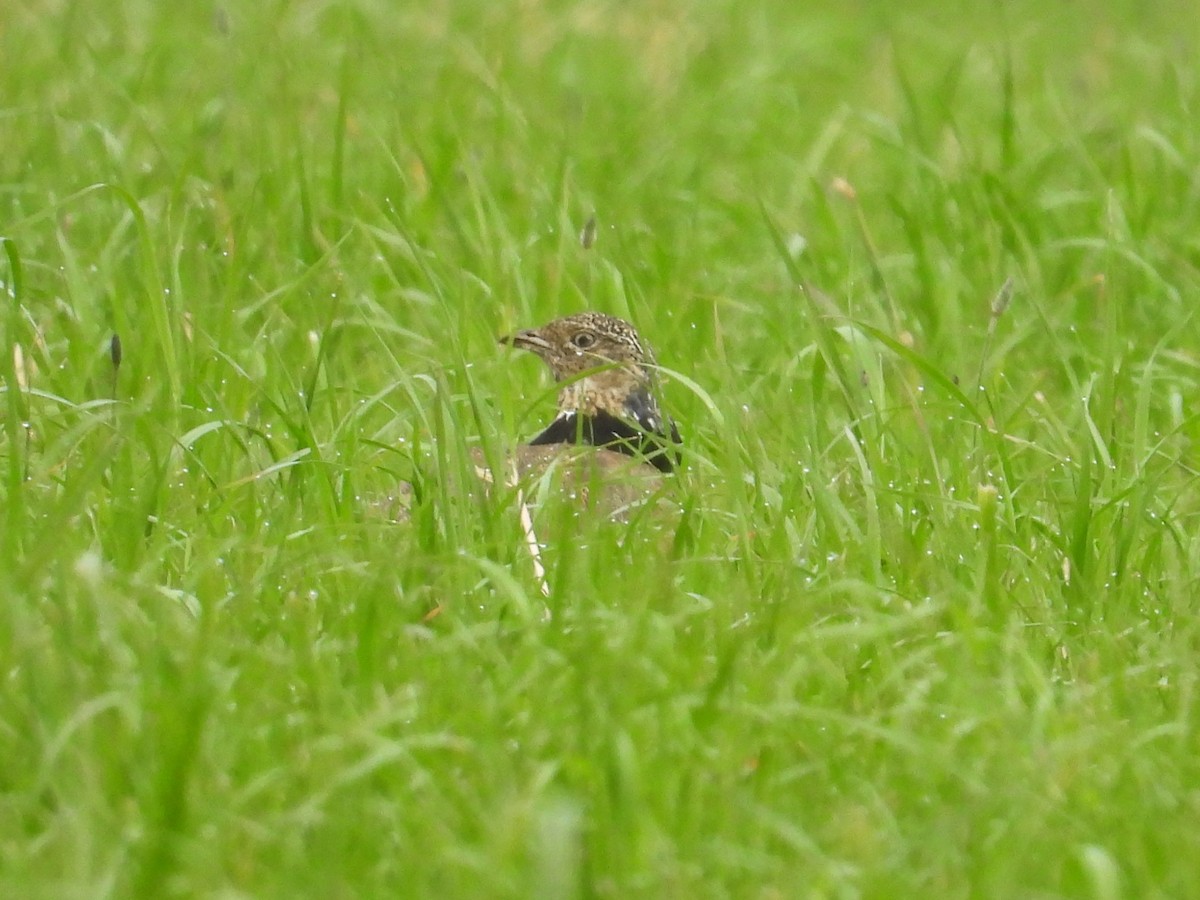 Little Bustard - ML637405767