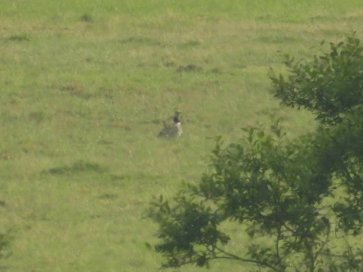 Little Bustard - ML637405768