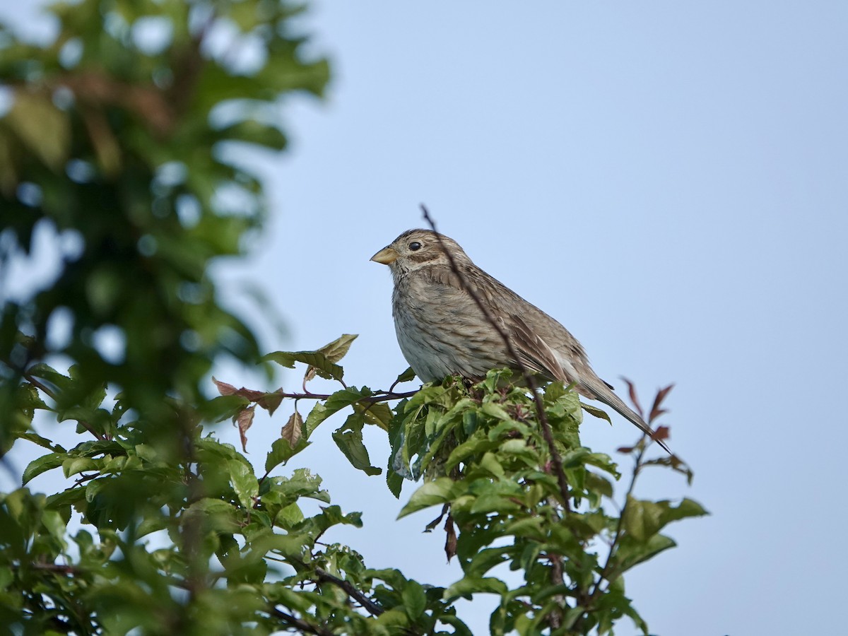 Corn Bunting - ML637405777