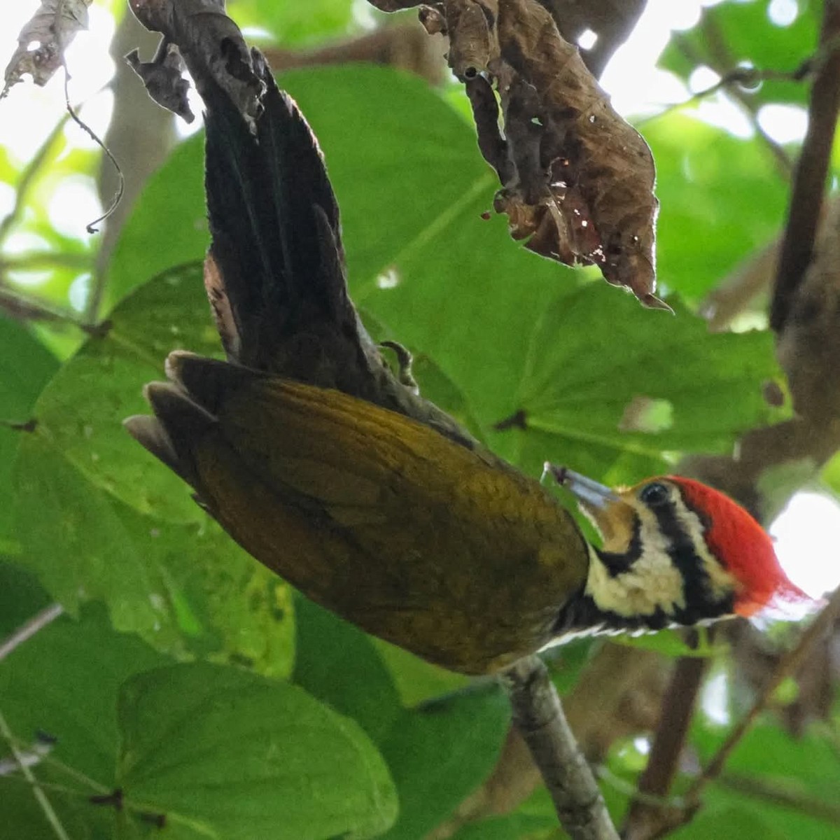 Olive-backed Woodpecker - ML637405780