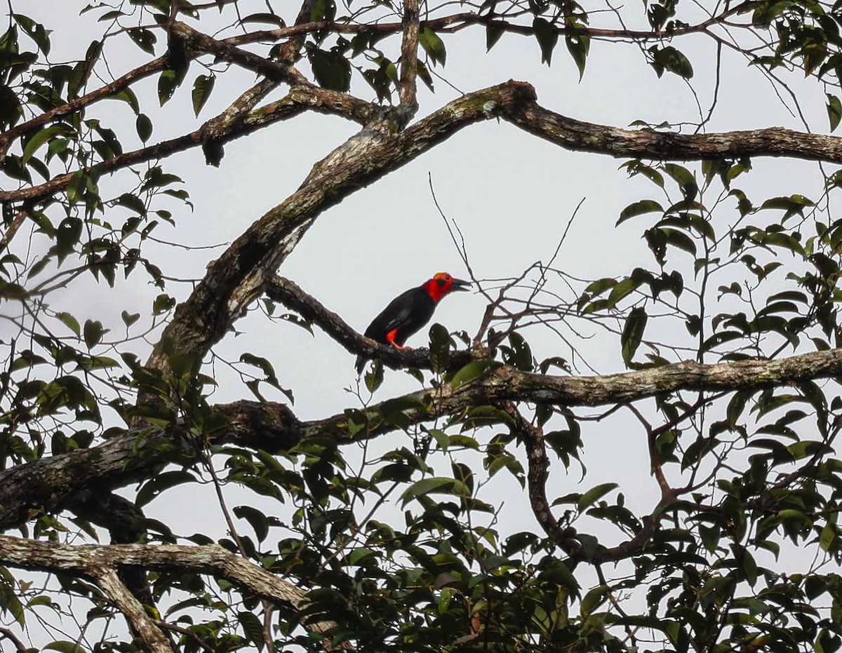 Bornean Bristlehead - ML637405795