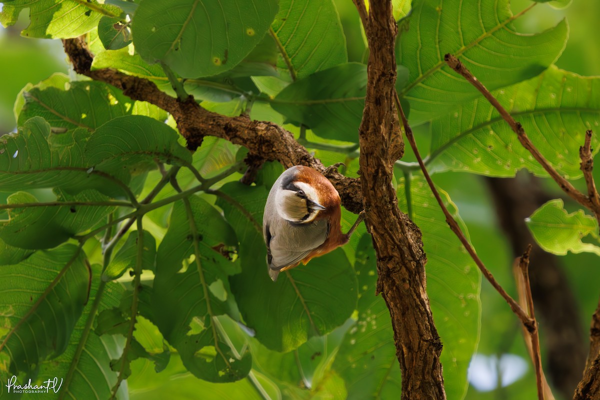 Indian Nuthatch - ML637405806