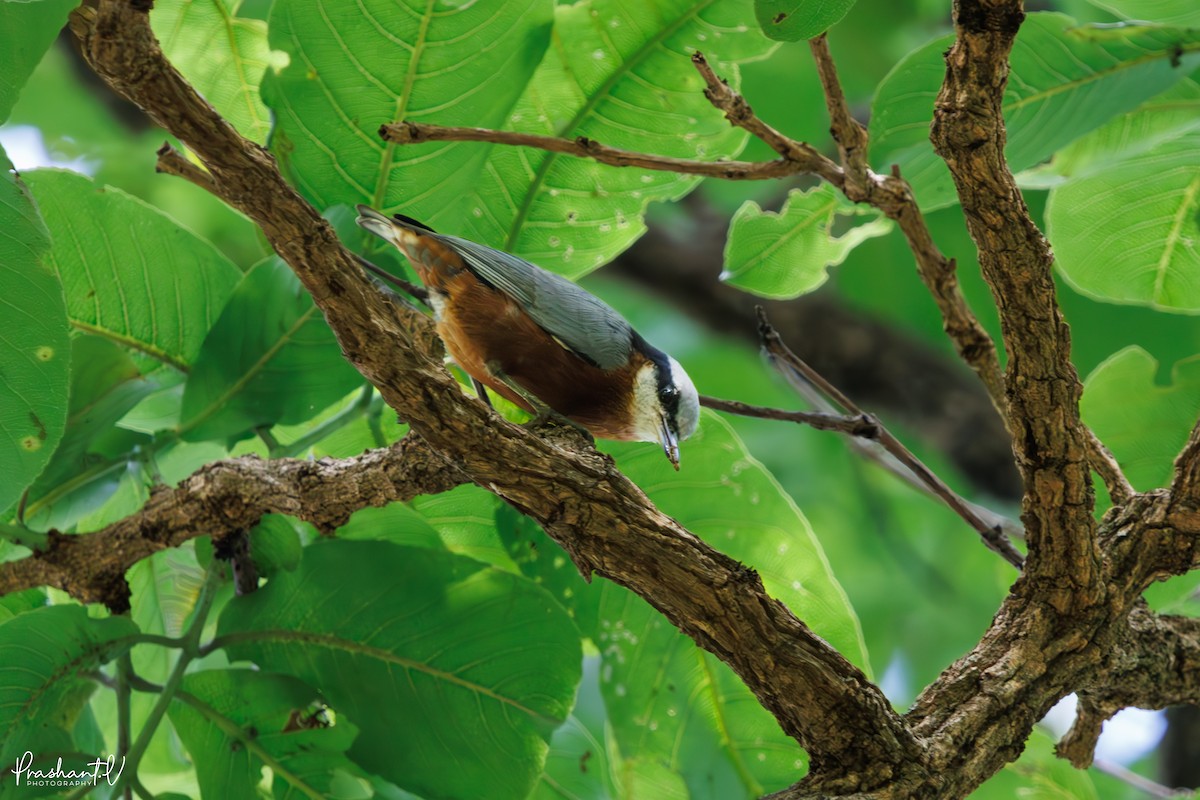 Indian Nuthatch - ML637405812
