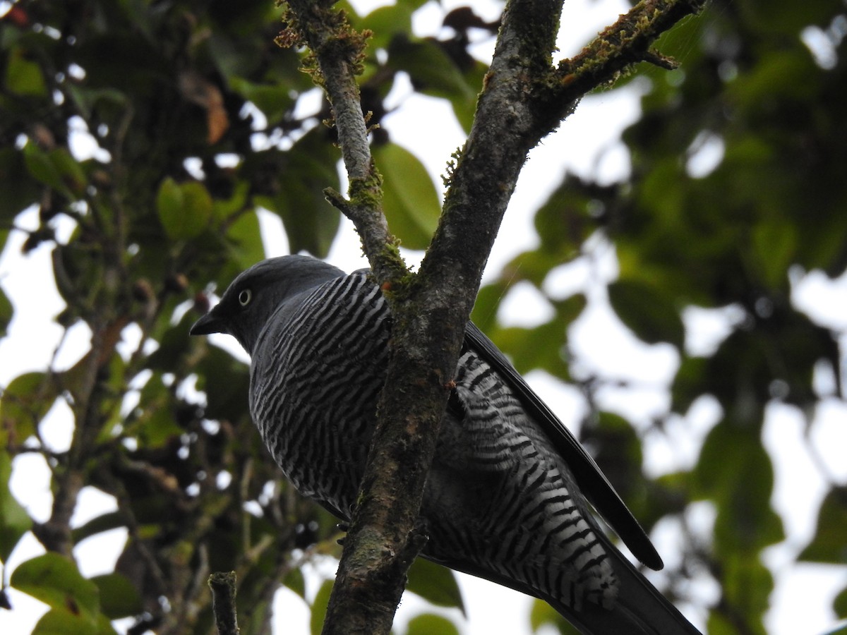 Barred Cuckooshrike - ML637405875