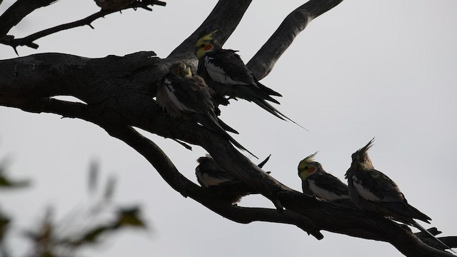 Cockatiel - ML637405877