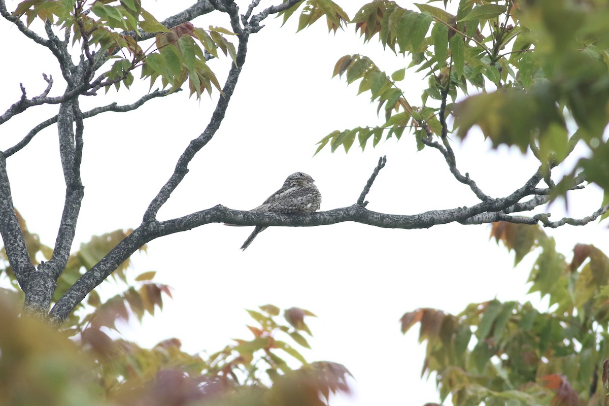 Common Nighthawk - ML637405878