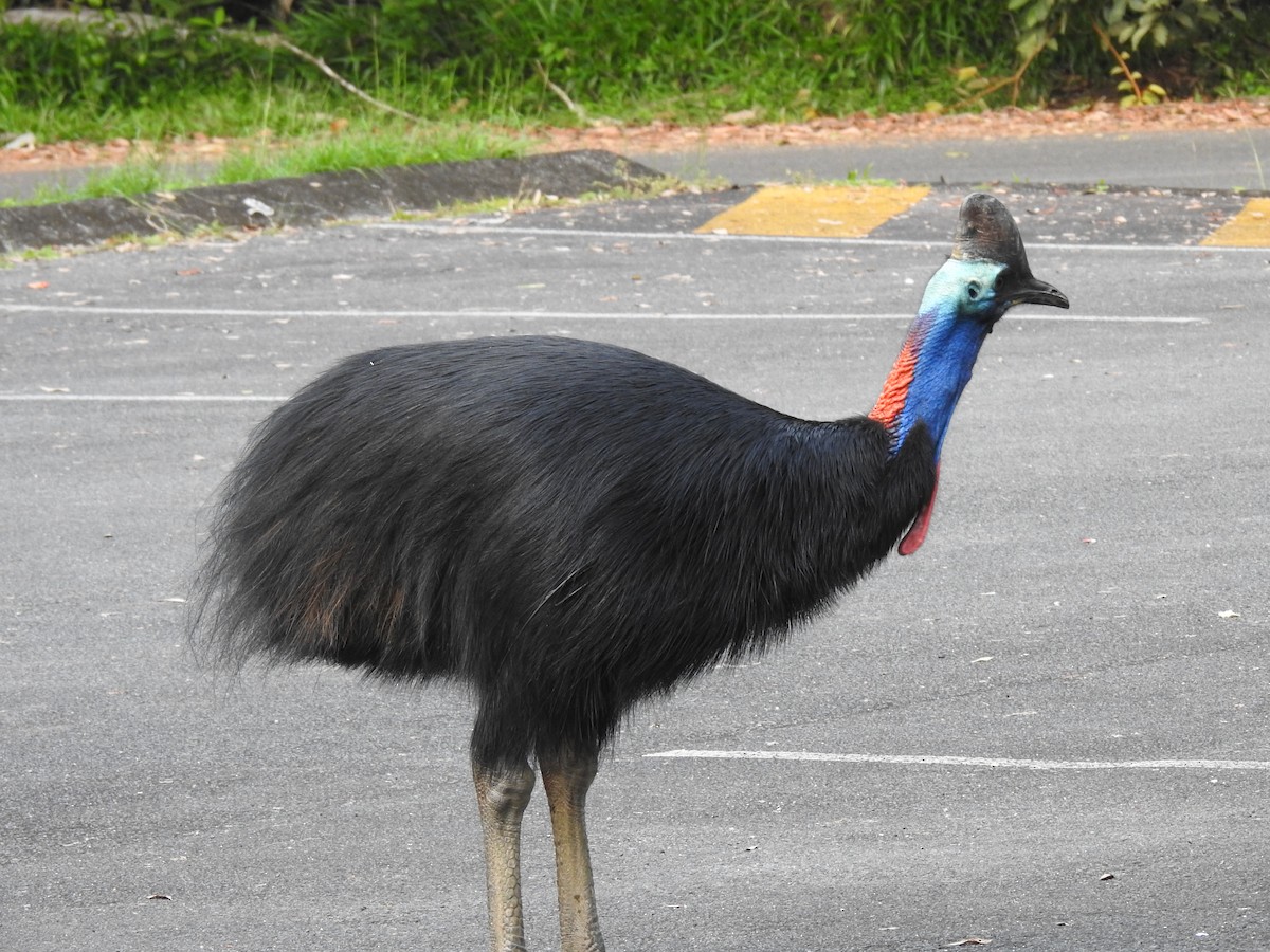 Southern Cassowary - ML637405889