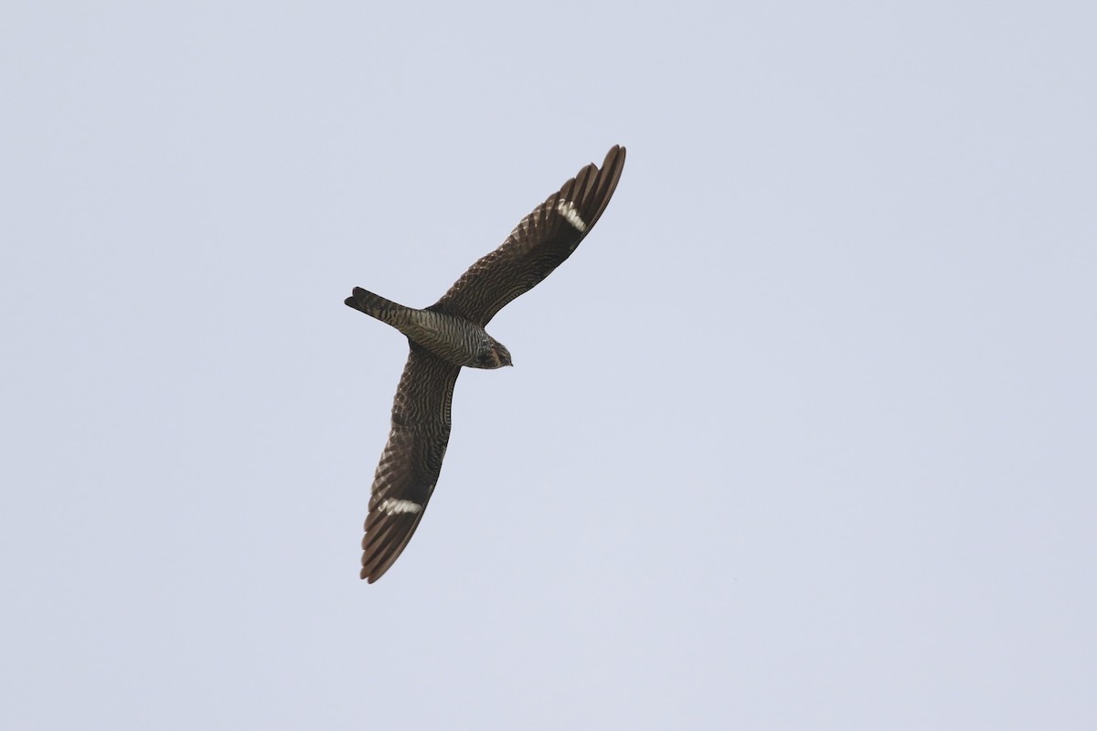 Common Nighthawk - ML637405893